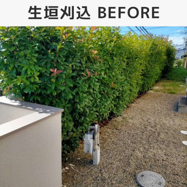 京都市での生垣刈込、芝生管理の作業をご依頼頂きました。